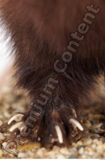 Ferret-Mustela eversmanni 0030