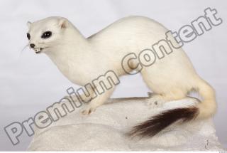 Ermine 0001