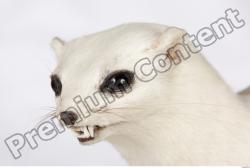 Ermine-Mustela_erminea