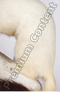 Ermine 0004