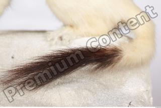 Ermine 0005