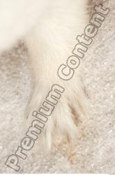 Foot Ermine