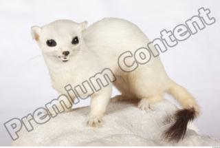 Ermine 0011