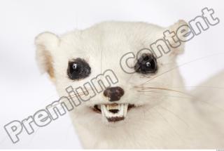 Ermine 0012