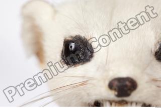 Ermine 0014