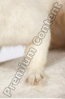 Ermine 0016