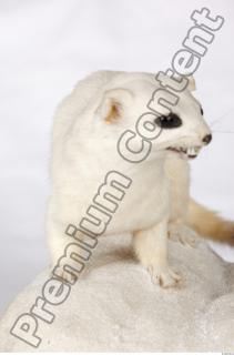 Ermine 0018