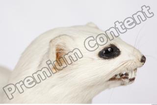 Ermine 0020