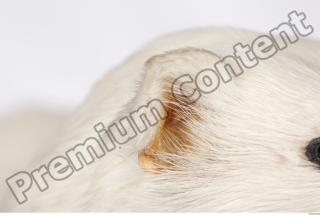 Ermine 0021