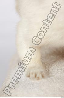 Ermine 0025