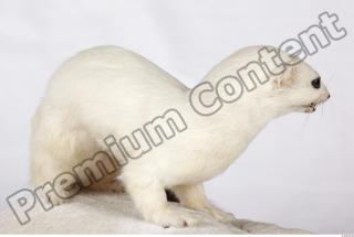 Ermine 0026