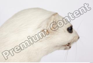 Ermine 0028