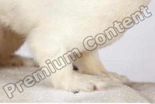 Ermine 0029