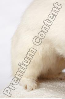 Ermine 0031