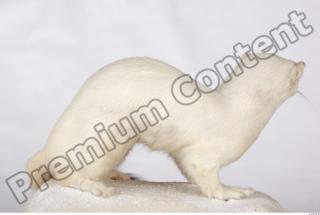 Ermine 0032