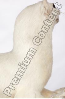 Ermine 0034