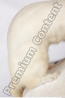 Ermine 0036