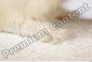 Ermine 0037