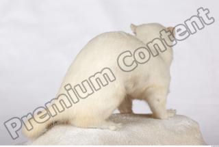 Ermine 0038