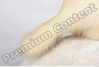 Ermine 0040