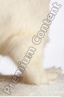 Ermine 0042