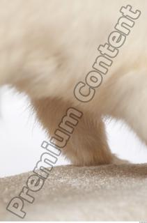 Ermine 0043