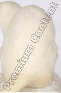 Ermine 0045