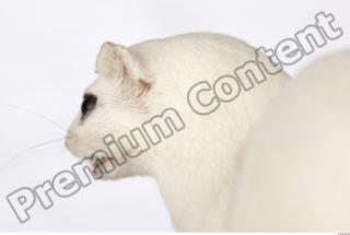 Ermine 0047