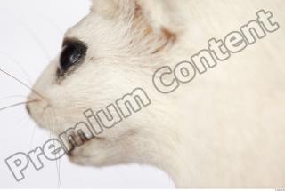 Ermine 0048