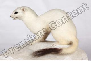 Ermine 0049