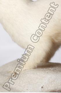 Ermine 0054