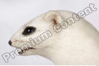 Ermine 0056