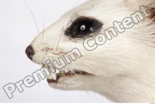 Ermine 0057