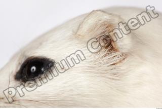 Ermine 0058