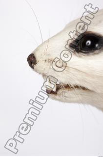 Ermine 0059