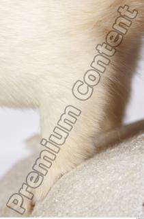 Ermine 0061