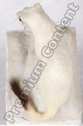 Ermine-Mustela_erminea