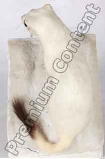 Ermine 0062