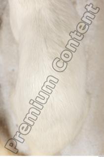 Ermine 0063