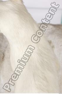 Ermine 0064