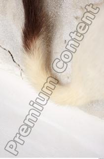 Ermine 0068