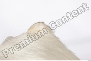 Ermine 0069