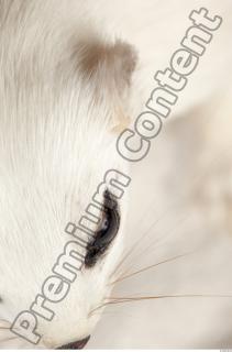 Ermine 0071