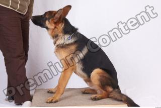 Dog-Wolfhound 0003