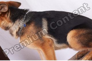 Dog-Wolfhound 0004