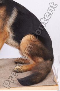 Dog-Wolfhound 0006