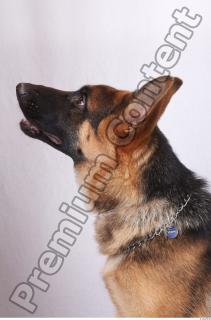 Dog-Wolfhound 0007