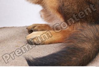 Dog-Wolfhound 0011