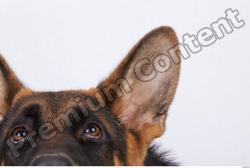 Ear Dog