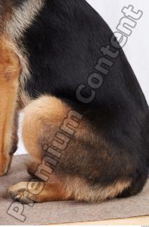 Dog-Wolfhound 0020